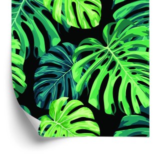 Tapeta Liście Monstery