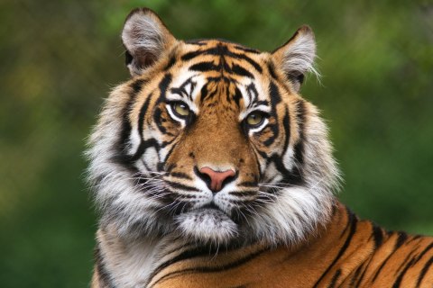 Obraz Na Płótnie Portret Tygrysa Bengalskiego Obraz Na Płótnie Portret Tygrysa Bengalskiego