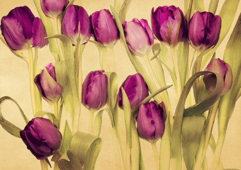 Obraz Na Płótnie Tulipany W Stylu Retro Obraz Na Płótnie Tulipany W Stylu Retro