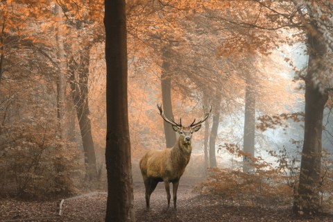 Obraz Na Płótnie Jeleń W Jesiennym Lesie Obraz Na Płótnie Jeleń W Jesiennym Lesie