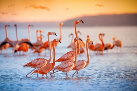 Obraz Na Płótnie Ptaki Flamingi Obraz Na Płótnie Ptaki Flamingi