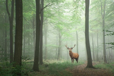 Obraz Na Płótnie Jeleń W Mglistym Lesie Obraz Na Płótnie Jeleń W Mglistym Lesie