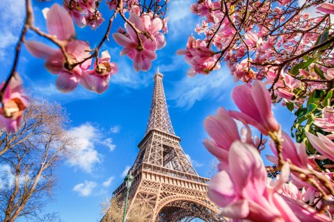 Obraz Na Płótnie Wieża Eiffla Pomiędzy Magnoliami Obraz Na Płótnie Wieża Eiffla Pomiędzy Magnoliami