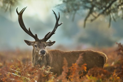 Obraz Na Płótnie Okazały Jeleń Na Rykowisku Obraz Na Płótnie Okazały Jeleń Na Rykowisku