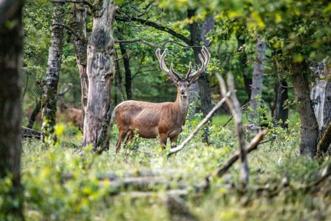 Obraz Na Płótnie Jeleń Pośrodku Lasu Liściastego Obraz Na Płótnie Jeleń Pośrodku Lasu Liściastego