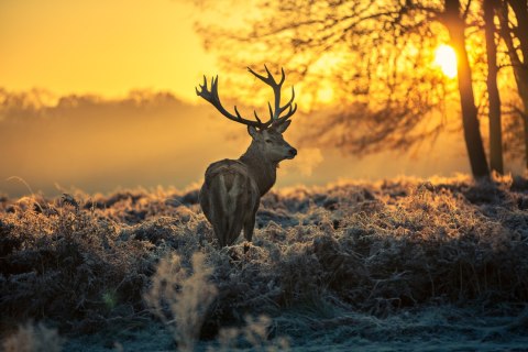 Obraz Na Płótnie Jeleń O Poranku