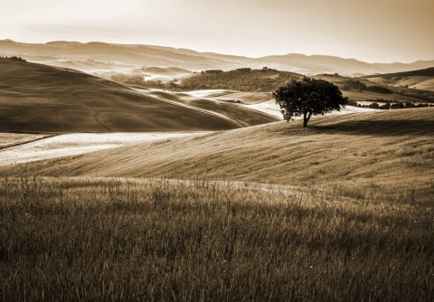 Fototapeta Rolling Hills W Sepii