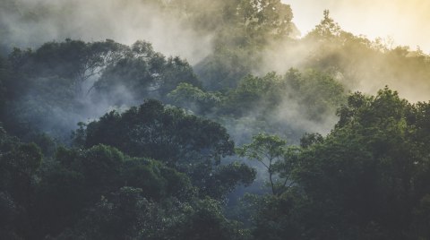 Fototapeta Landscape Of Asia Tropical Rainforest, Canopy Tree Of Jungle Green Forest Park Outdoor, Nature Environment Mountain V