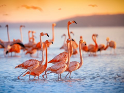 Obraz Wieloczęściowy Stado Flamingów Nad Wodą Obraz Wieloczęściowy Stado Flamingów Nad Wodą