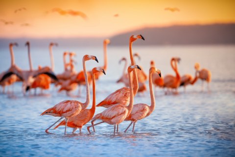 Obraz Wieloczęściowy Stado Flamingów Nad Wodą Obraz Wieloczęściowy Stado Flamingów Nad Wodą
