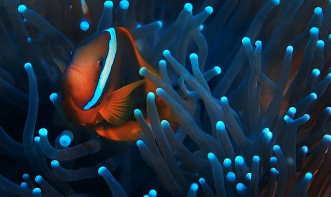 Obraz Wieloczęściowy Błazenek W Anemonie 3D Obraz Wieloczęściowy Błazenek W Anemonie 3D