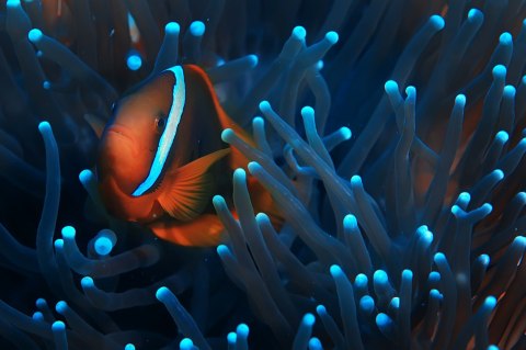 Obraz Wieloczęściowy Błazenek W Anemonie 3D Obraz Wieloczęściowy Błazenek W Anemonie 3D