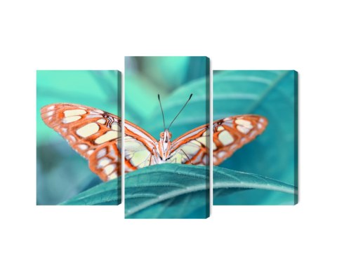 Obraz Wieloczęściowy Motyl Na Liściu W Skali Makro Obraz Wieloczęściowy Motyl Na Liściu W Skali Makro