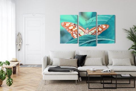 Obraz Wieloczęściowy Motyl Na Liściu W Skali Makro Obraz Wieloczęściowy Motyl Na Liściu W Skali Makro