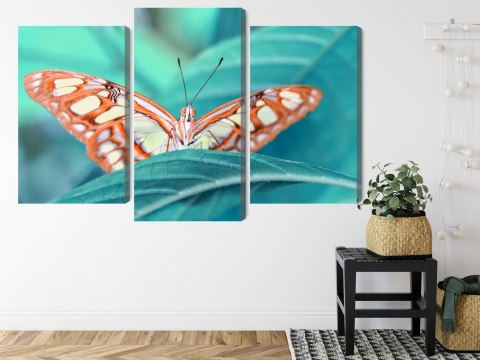 Obraz Wieloczęściowy Motyl Na Liściu W Skali Makro Obraz Wieloczęściowy Motyl Na Liściu W Skali Makro