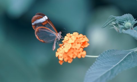 Obraz Wieloczęściowy Motyl W Letnim Ogrodzie Obraz Wieloczęściowy Motyl W Letnim Ogrodzie