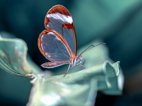 Obraz Wieloczęściowy Motyl Ze Szklanymi Skrzydłami Z Bliska Obraz Wieloczęściowy Motyl Ze Szklanymi Skrzydłami Z Bliska