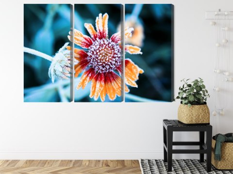 Obraz Wieloczęściowy Kwiaty Rudbeckia Pokryte Szronem Obraz Wieloczęściowy Kwiaty Rudbeckia Pokryte Szronem