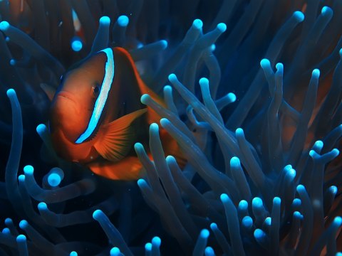 Obraz Wieloczęściowy Błazenek W Anemonie 3D Obraz Wieloczęściowy Błazenek W Anemonie 3D