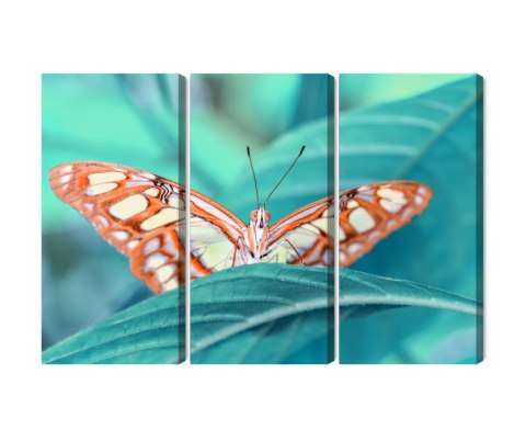 Obraz Wieloczęściowy Motyl Na Liściu W Skali Makro Obraz Wieloczęściowy Motyl Na Liściu W Skali Makro