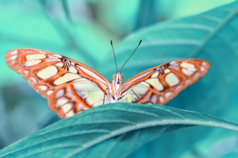 Obraz Wieloczęściowy Motyl Na Liściu W Skali Makro Obraz Wieloczęściowy Motyl Na Liściu W Skali Makro