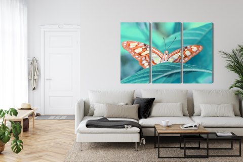 Obraz Wieloczęściowy Motyl Na Liściu W Skali Makro Obraz Wieloczęściowy Motyl Na Liściu W Skali Makro