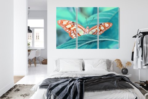 Obraz Wieloczęściowy Motyl Na Liściu W Skali Makro Obraz Wieloczęściowy Motyl Na Liściu W Skali Makro
