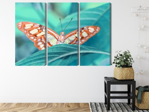 Obraz Wieloczęściowy Motyl Na Liściu W Skali Makro Obraz Wieloczęściowy Motyl Na Liściu W Skali Makro