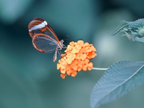 Obraz Wieloczęściowy Motyl W Letnim Ogrodzie Obraz Wieloczęściowy Motyl W Letnim Ogrodzie