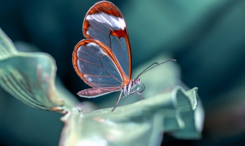 Obraz Wieloczęściowy Motyl Ze Szklanymi Skrzydłami Z Bliska Obraz Wieloczęściowy Motyl Ze Szklanymi Skrzydłami Z Bliska