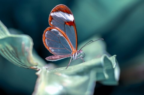 Obraz Wieloczęściowy Motyl Ze Szklanymi Skrzydłami Z Bliska Obraz Wieloczęściowy Motyl Ze Szklanymi Skrzydłami Z Bliska