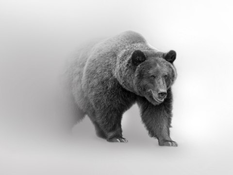 Obraz Wieloczęściowy Niedźwiedź We Mgle 3D Obraz Wieloczęściowy Niedźwiedź We Mgle 3D