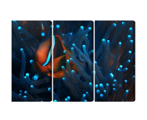Obraz Wieloczęściowy Błazenek W Anemonie 3D Obraz Wieloczęściowy Błazenek W Anemonie 3D
