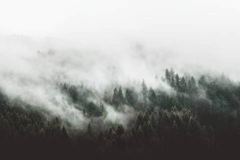 Obraz Na Płótnie Moody Forest Landscape With Fog And Mist Obraz Na Płótnie Moody Forest Landscape With Fog And Mist