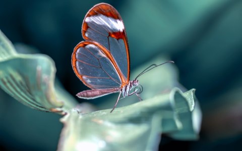 Obraz Wieloczęściowy Motyl Ze Szklanymi Skrzydłami Z Bliska Obraz Wieloczęściowy Motyl Ze Szklanymi Skrzydłami Z Bliska