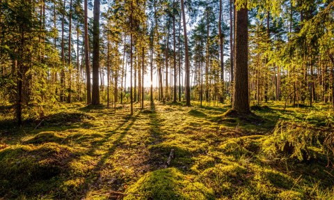 Obraz Wieloczęściowy Słoneczny Leśny Krajobraz 3D Obraz Wieloczęściowy Słoneczny Leśny Krajobraz 3D