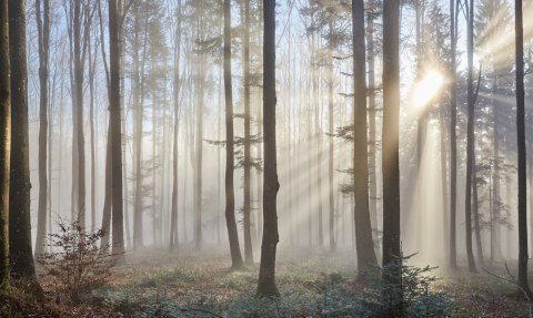 Obraz Wieloczęściowy Wschód Słońca W Lesie Obraz Wieloczęściowy Wschód Słońca W Lesie