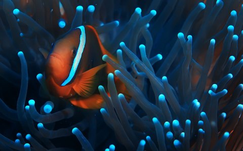 Obraz Wieloczęściowy Błazenek W Anemonie 3D Obraz Wieloczęściowy Błazenek W Anemonie 3D