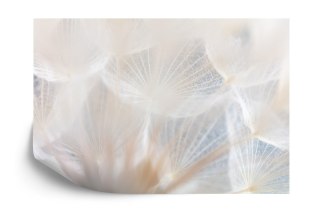 Fototapeta Abstract Dandeli. Seed Macro Closeup. Soft Focus