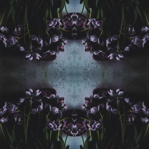 Fototapeta Kwadratowa Czarny Tulipan