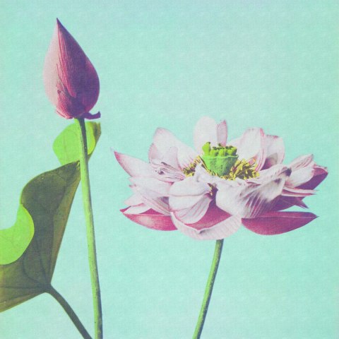 Fototapeta Kwadratowa Kazumasa Lotus Fototapeta Kwadratowa Kazumasa Lotus