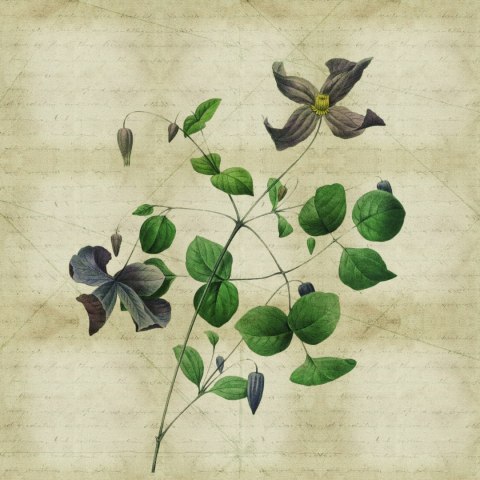 Fototapeta Okrągła Rycina Botaniczna W Stylu Vintage Iii Fototapeta Okrągła Rycina Botaniczna W Stylu Vintage Iii