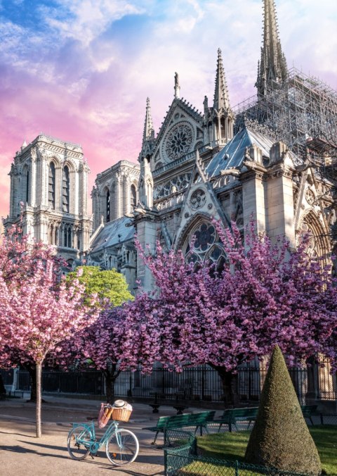Plakat Katedra Notre Dame De Paris O Wschodzie Słońca I Kwitnące Wiśnie