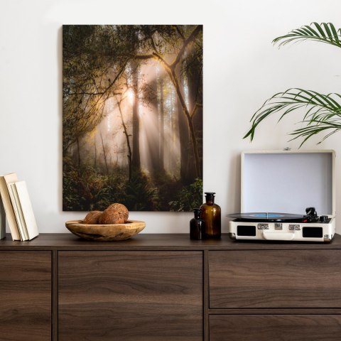 Plakat Promienie Słońca W Lesie