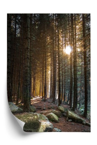 Plakat Słoneczny Poranek W Sosnowym Lesie