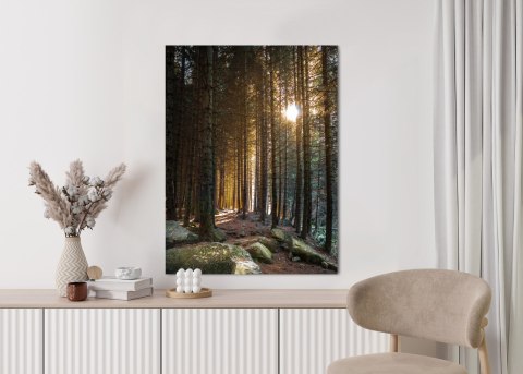 Plakat Słoneczny Poranek W Sosnowym Lesie