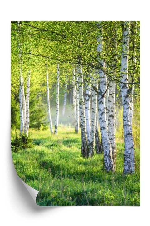 Plakat Wiosenny Zielony Gaj Brzozowy