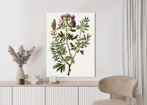 Plakat Traganek Z Fioletowymi Kwiatami