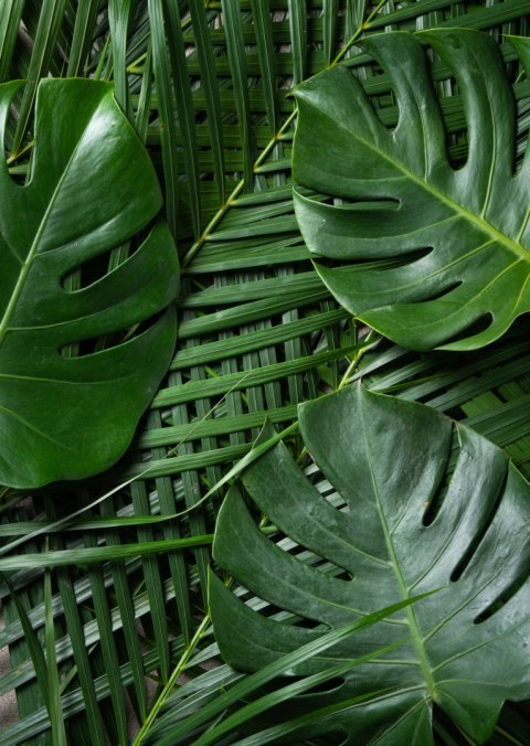 Plakat Zielone Liście Monstera I Palma