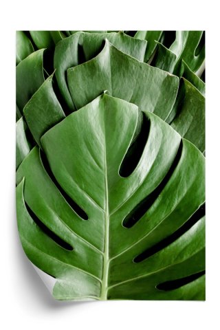 Plakat Monstera Liście Palmowe